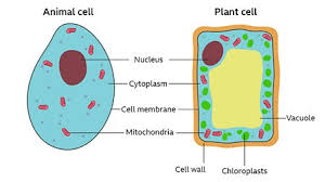 Diagram of animal cell simple. What Are Cells Bbc Bitesize