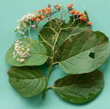 Image result for Ehretia cymosa