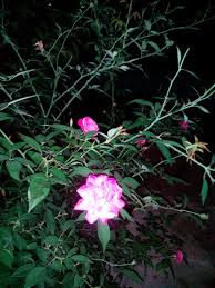 Rutin harian bunga adalah membeli sekuntum bunga ros yang dijual oleh seorang budak perempuan, niki yang lalu di hadapan kopitiam sebelum dia ke tadika untuk mengajar setiap pagi. Foto Bunga Mawar Ros Mekar Di Malam Hari Katabah Komarudin Tasdik