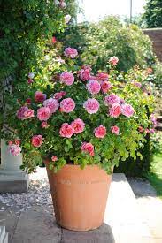 Get it as soon as mon, jul 19. How To Grow Patio Roses In Containers Hgtv