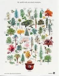It may be best to avoid this tree in eastern states where dogwood anthracnose infestations are present. Types Of Willow Trees Species Washington Natives Yahoo Image Search Results Nature Posters Tree Identification Smokey The Bears