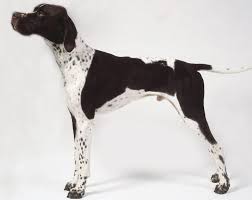 Epingle Sur Kopek Dog
