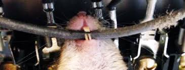 Image result for site:byggahus.se hempulare