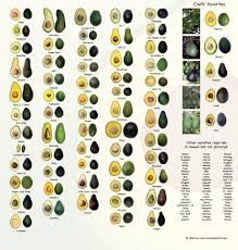 Avocado Varieties A Brief Guide To Some Of The Most Loved