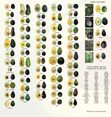 avocado varieties a brief guide to some of the most loved