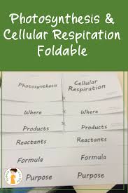 Cellular respiration is the chemical reaction in which glucose and oxygen are turned into water, carbon dioxide, and energy (atp). Photosynthesis And Cellular Respiration Foldable Notes Photosynthesis And Cellular Respiration Cellular Respiration Cellular Respiration Foldable