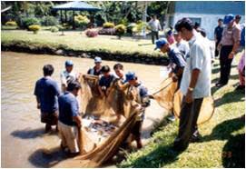 Memilih induk yang baik 2. Cara Menternak Ikan Talapia Di Kolam Ternak Ikan
