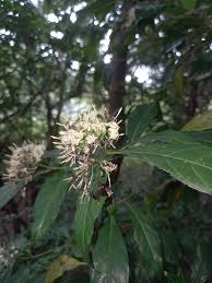 Image result for Tarenna pavettoides