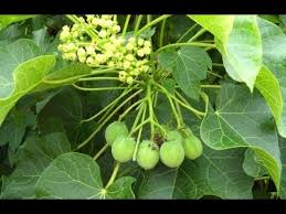 Hasil gambar untuk obat herbal pembesar alat vital