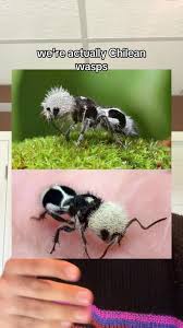 Image result for panda ant