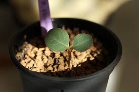 Image result for Monadenium pseudoracemosum