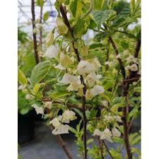 Image result for Halesia