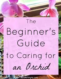 Taking care of orchids takes a lot of attention and patience. This Has Awesome Tips A Beginner S Guide To Caring For An Orchid Orchid Plant Flowers Gardener Indoorplant In Orchid Care Indoor Orchids Orchids Garden