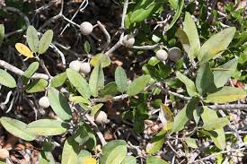 Image result for Manilkara mochisia