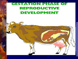 Check spelling or type a new query. Understanding Reproduction Natural Animal Next Generation Sciencecommon Core
