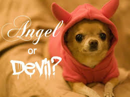 Choose state alabama arizona arkansas california colorado connecticut delaware georgia idaho illinois. Chihuahua Temperament The Good The Bad And The Ugly Pethelpful