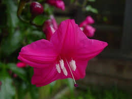 Image result for Ipomoea horsfalliae