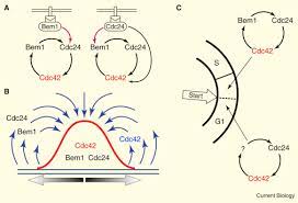 And thus, cell growth, migration/invasion, polarity, and adhesion. Cell Polarity Spot On Cdc42 Polarization Achieved On Demand Current Biology