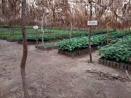 Image result for Landolphia congolensis