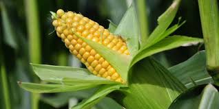 221) is a stout annual plant culti­vated for the grains during the rainy season. Importance And Utilization Of Maize Corn India