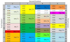 the 3 simple rules to determine the amino acid chain from a