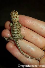 Baby Black Bearded Dragon For Sale Available Dragon Rancher Baby Bearded Dragon Bearded Dragon Cute Bearded Dragon