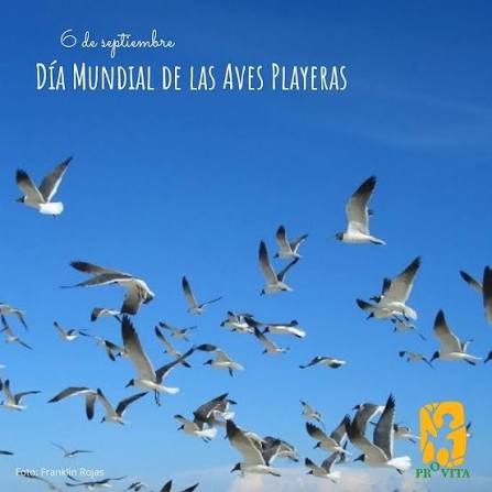 Día Mundial de las Aves Playeras