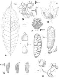 Image result for Uvariastrum germainii
