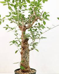 Image result for Commiphora kua