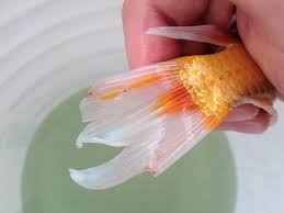 Using a hospital or quarantine tank. Koi Tragedy Ulcers Fin Rot