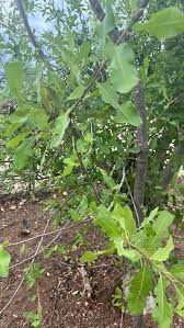 Image result for Terminalia macroptera