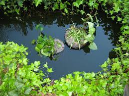 I picked up a new camera, nikon d750, and i've been. Fish Pond Minding My P S With Q