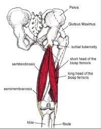 The gluteals are a muscle group comprised of three muscles, these are: Proximal Hamstring Tendinopathy Fix Your Buttock Pain Run Stronger