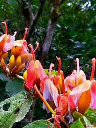 Image result for Helicteres