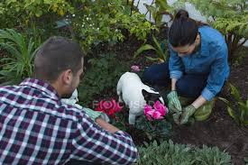 A quick guide for flower gardening for beginners. Young Couple With French Bulldog Dog Planting Flowers In Garden Agriculture Conservation Stock Photo 206451934