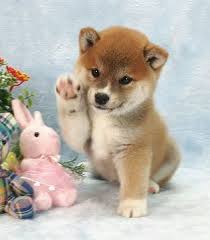 Vip puppies works with responsible shiba inu breeders gorgeous quality kennel club registered shiba inu puppies. As Soft As This Shiba Pup Fluffy Soft Dog Puppy Akita Inu Puppy Cute Baby Dogs Cute Animals