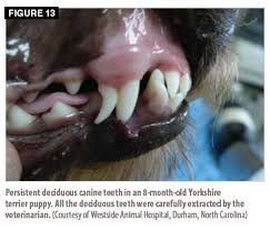 The deciduous dentition in the canine and feline contains no molar teeth. Dental Checkup Pediatric Dental Abnormalities Vetfolio
