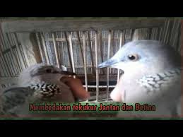 Harga burung derkuku memang relative lebih murah. Cara Membedakan Tekukur Jantan Dan Betina Akurat Youtube