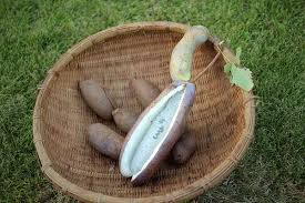 あけび 木通 通草 種類の違い 実 皮の食べ方 旬の季節 花言葉など