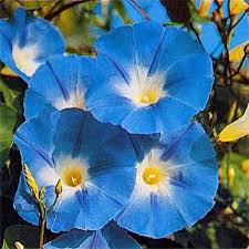 Image result for Ipomoea vernalis