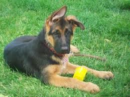 Homegerman shepherd puppies for sale. Purebred German Shepherd Wisconsin Photo Gallery