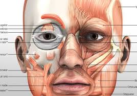 Your front thigh consists of one of the largest group of muscles in your body called quadriceps. Muscle 3d Illustrations Human Body Illustrations