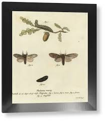 Image result for Peridea anceps