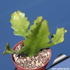 Avoid contact with sap from this cacti as it is dangerous to the eyes, skin and mucous. Euphorbia Lactea Gigantea Giant Form