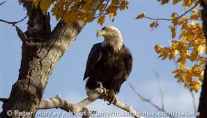 bald eagle montana field guide