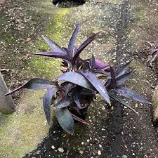 Image result for Tradescantia pallida