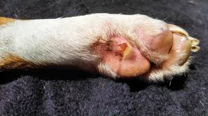 The two products we recommend are pet king zymox drops and pet md ear cleaner wipes. Repetitive Paw Licking Pets Stack Exchange