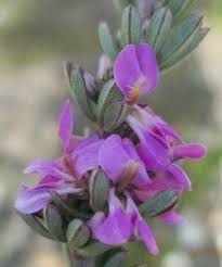 Image result for Indigofera lydenburgensis