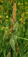 Image result for Carex lycurus