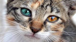 Cats, dogs, people many species carry this eye color mutation. Heterochromia In Cats What Is It Eye Color Reasons Features